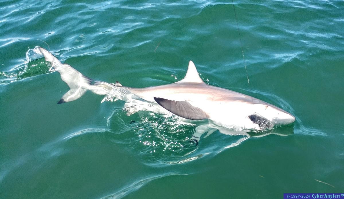 Click to Enlarge Photo