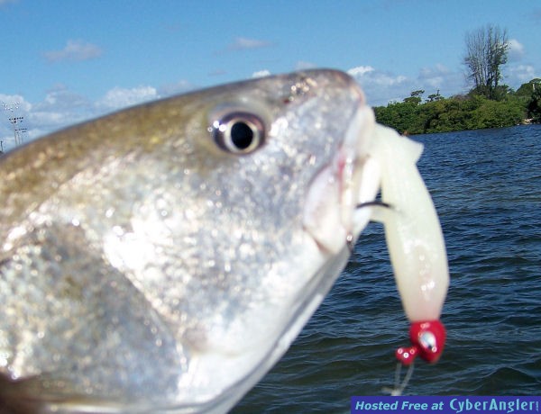 Banana River Redfish