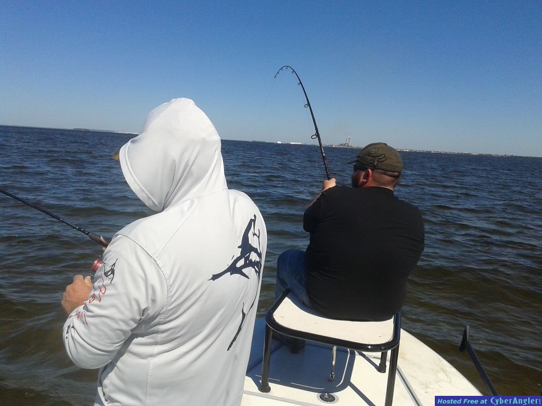 double cobia