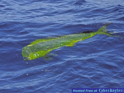 Click to Enlarge Photo