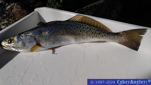 Click to Enlarge Photo