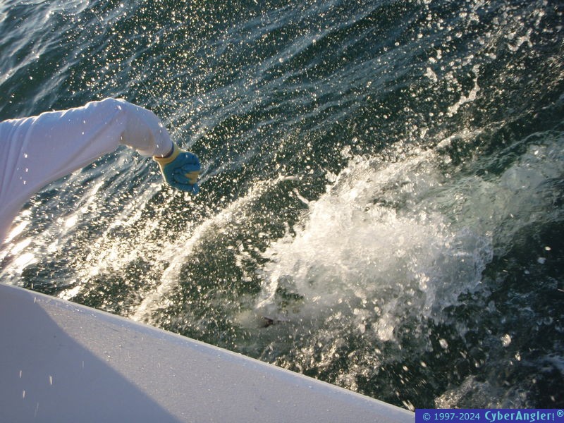 A caught tarpon!