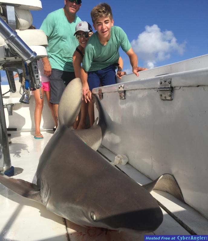 shark11