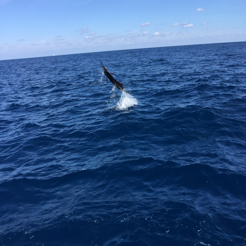 jumping sail 3