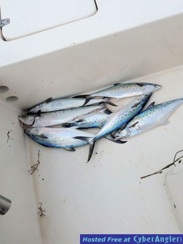 Spanish_mackerel