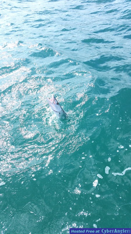 Barracuda3
