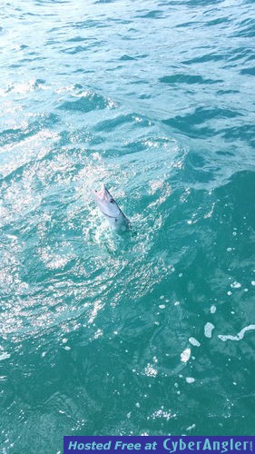 Click to Enlarge Photo