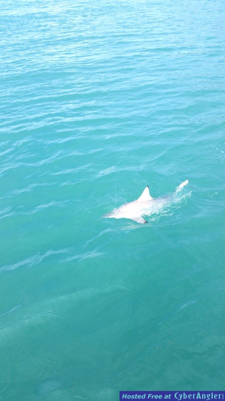 Shark16