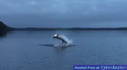 tarpon_jump4