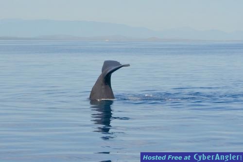 Click to Enlarge Photo