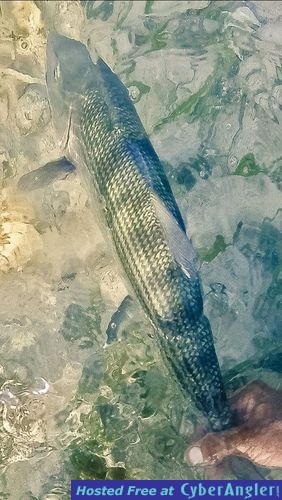 Click to Enlarge Photo