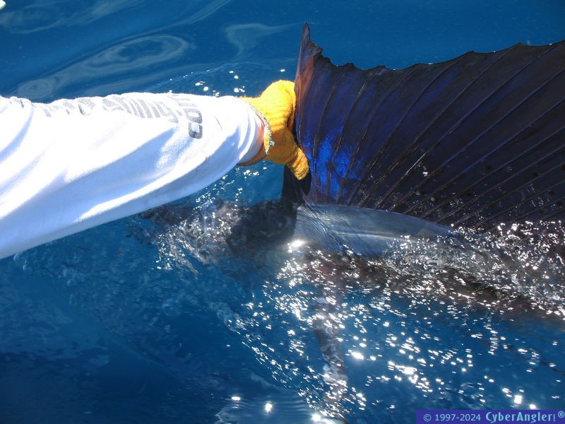Another Sailfish Release!
