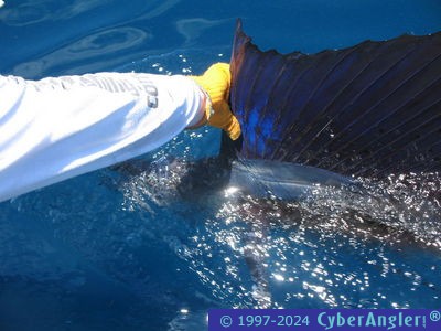 Another Sailfish Release!