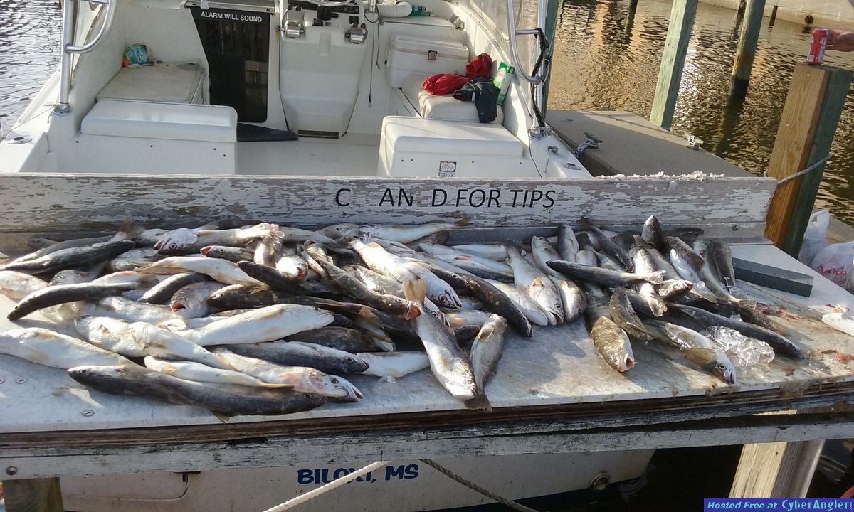 75 trout