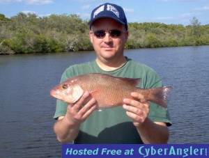 18 inch mangrove snapper