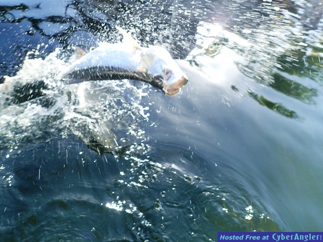 tarponjumpingbaby645x484