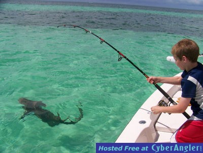 Florida Keys Shark