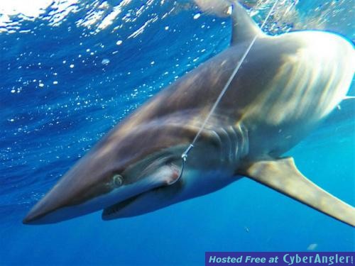 Click to Enlarge Photo