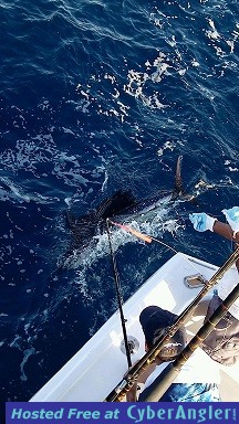 Sailfish Rob