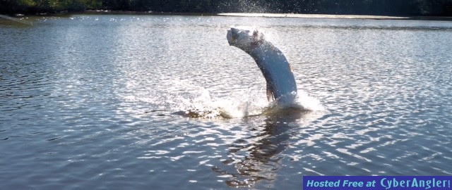 tarpon_15