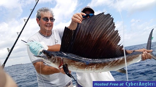 Sailfish Robert