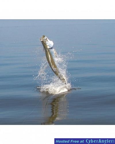 Click to Enlarge Photo