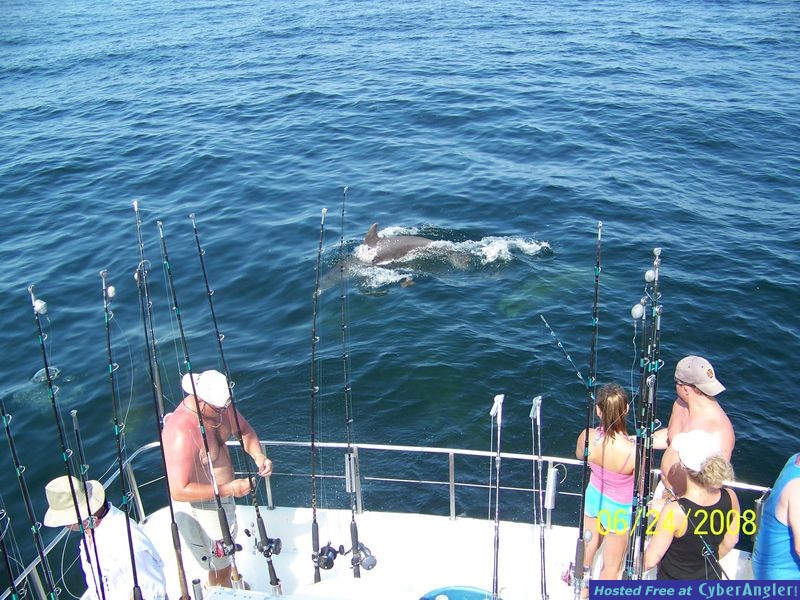 Dolphins Helping Fish