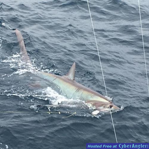 Click to Enlarge Photo