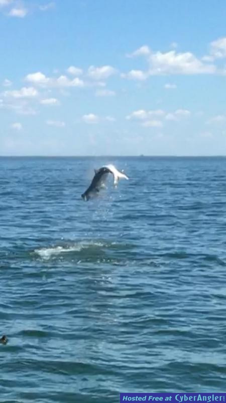 Tarpon
