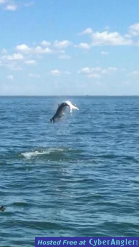 Click to Enlarge Photo