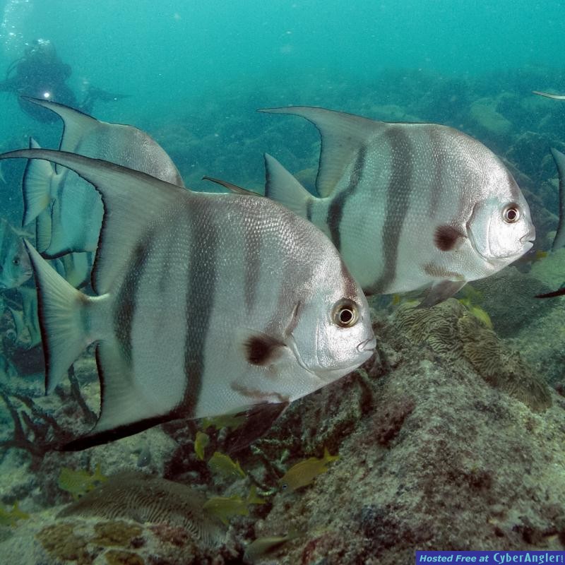 Atlantic_Spadefish_PLW_edit