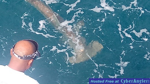 Shark Jennifer_John