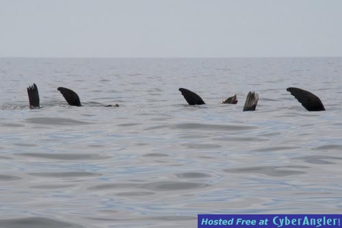 Click to Enlarge Photo