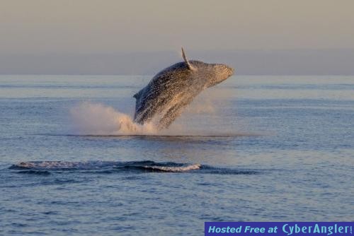 Click to Enlarge Photo