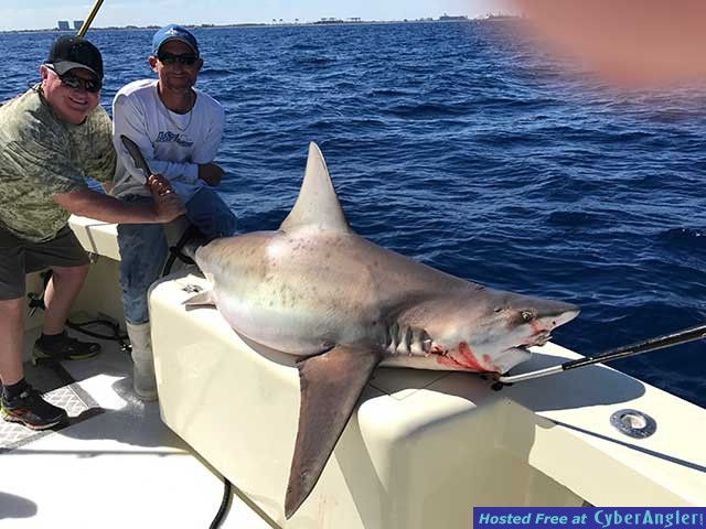 bull_shark
