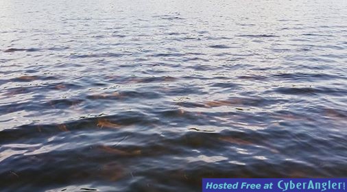 Redfish