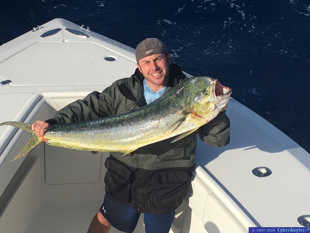 mahi