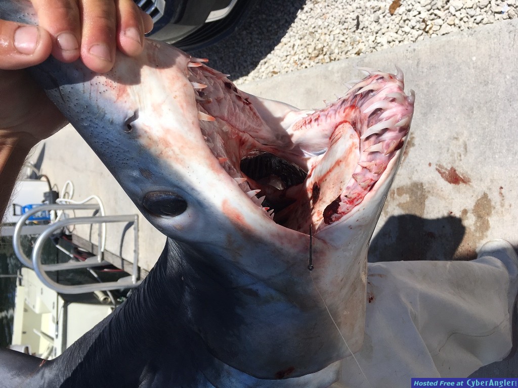 Mako Hook