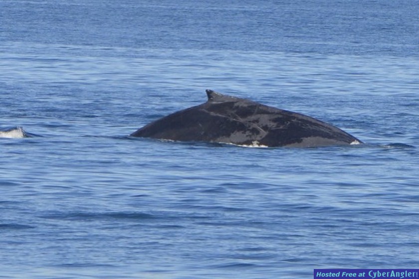 Click to Enlarge Photo