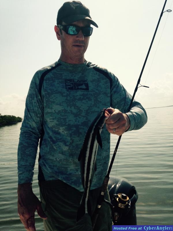 br cobia