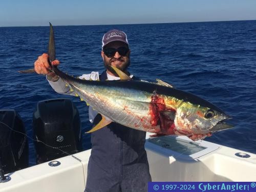 mike and yellowfin