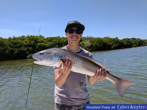 31&quot; Redfish