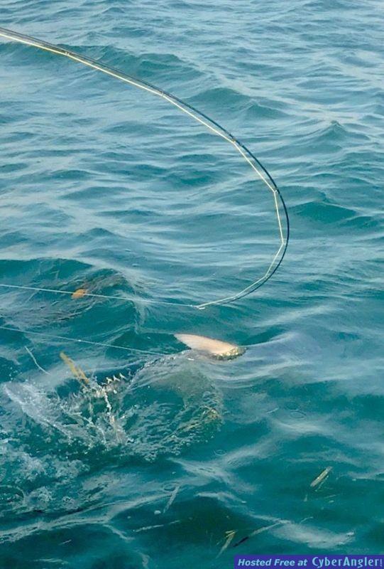 Tarpon Fishing Key West, FL