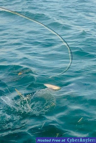 Tarpon Fishing Key West, FL