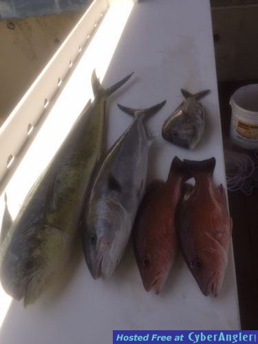 Mixed Catch