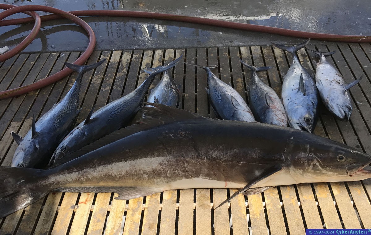 Click to Enlarge Photo