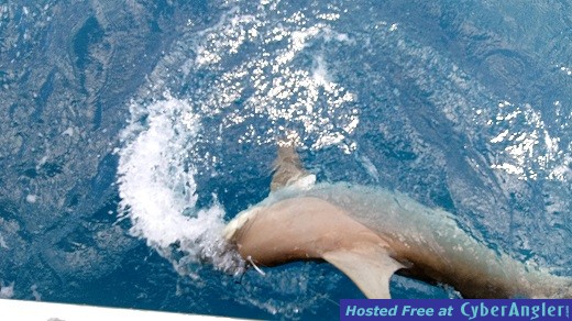 Shark Mike