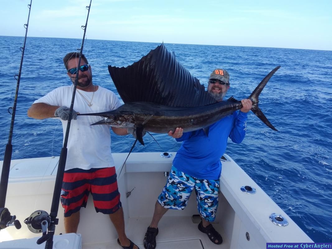sailfish