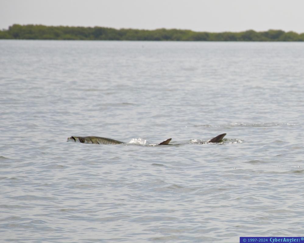 Tarpon Roll
