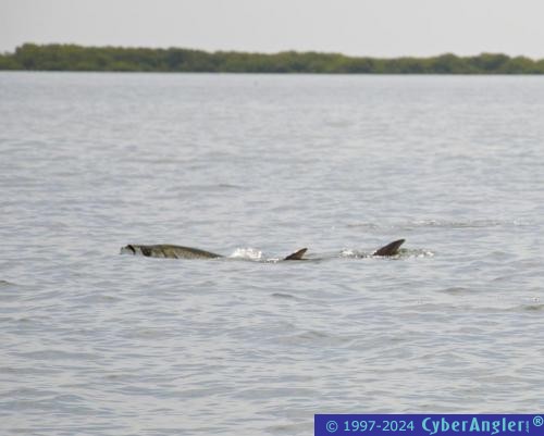 Tarpon Roll